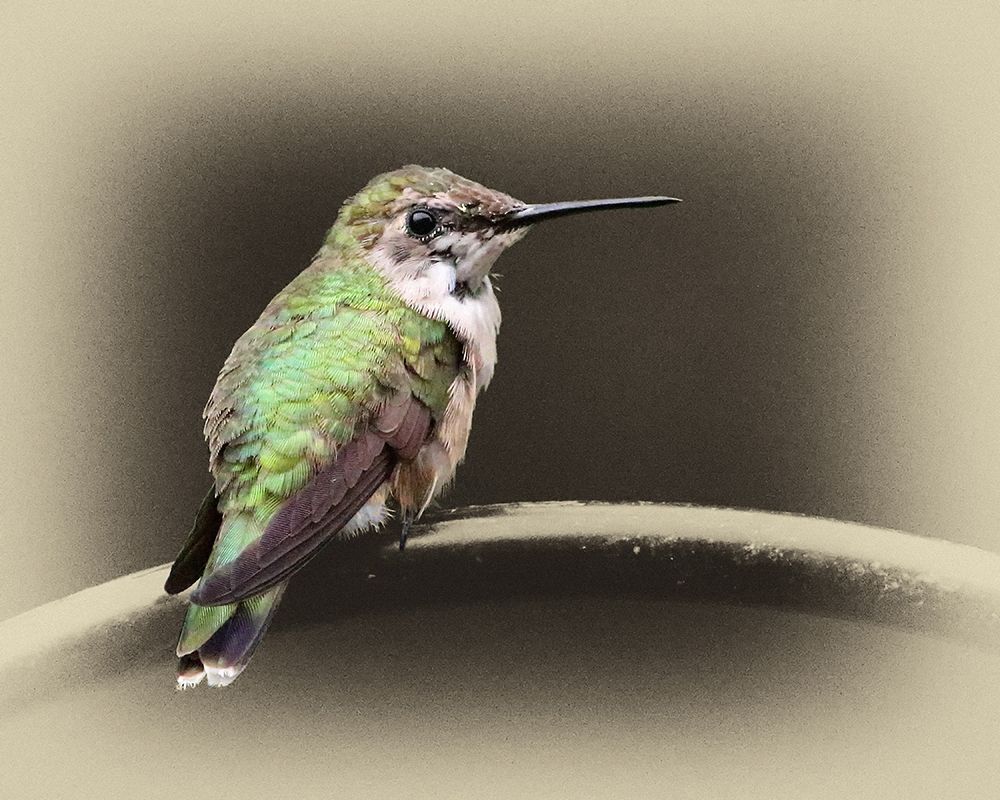 Female Ruby Throated Hummingbird art print by Jim Brown for $57.95 CAD