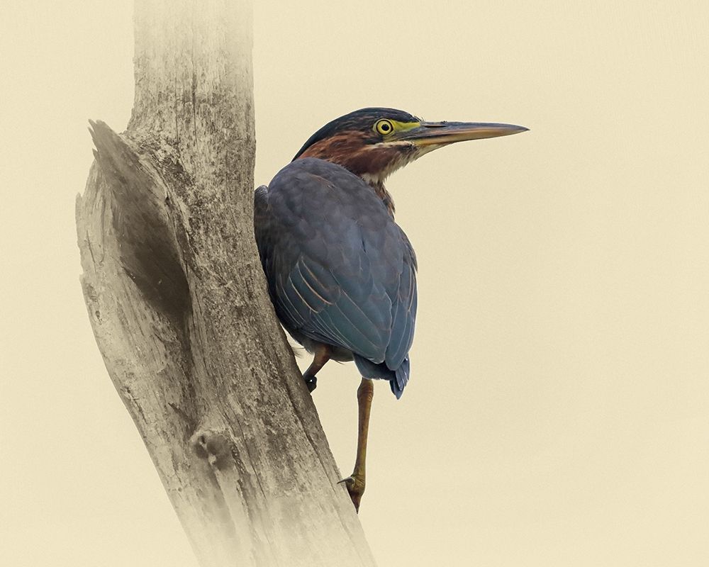 Green Heron II art print by Jim Brown for $57.95 CAD