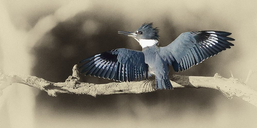 Kingfisher II art print by Jim Brown for $57.95 CAD