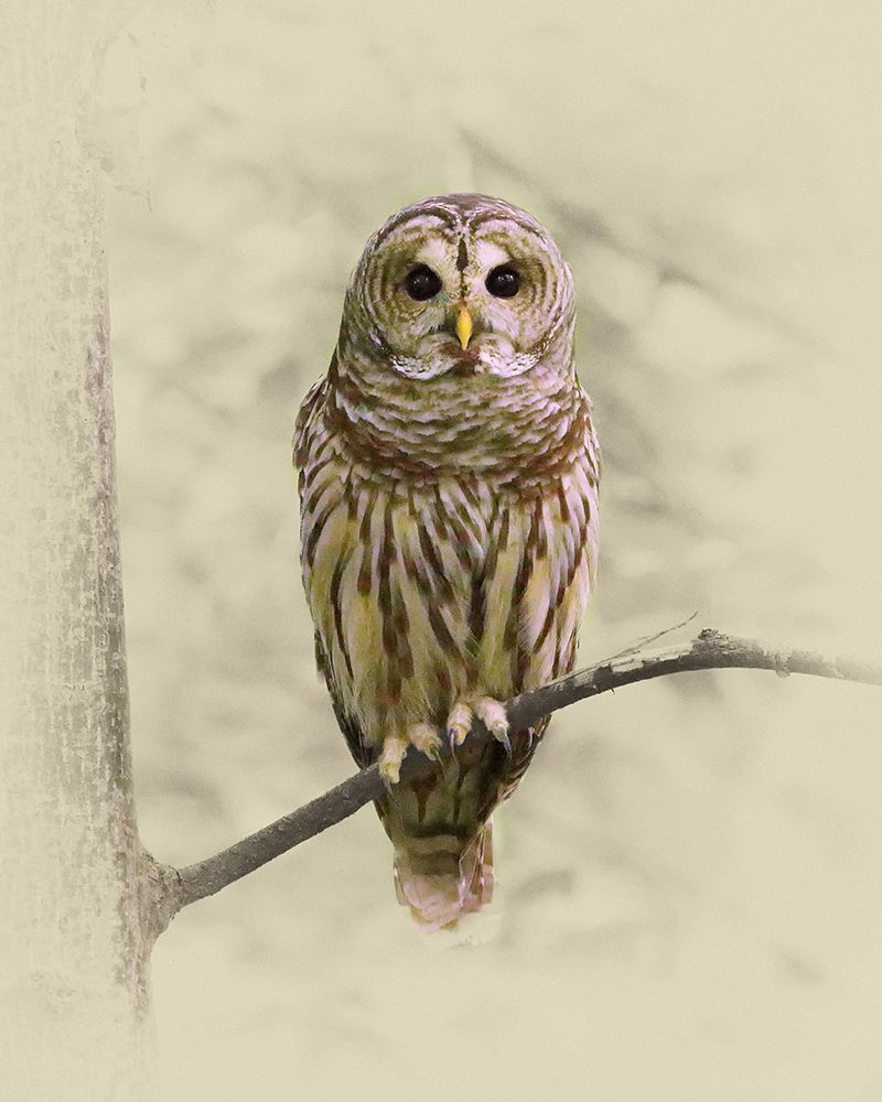 Barred Owl 1 art print by Jim Brown for $57.95 CAD