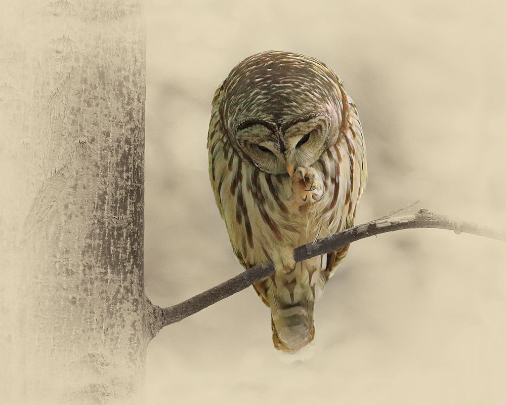 Barred Owl 2 art print by Jim Brown for $57.95 CAD
