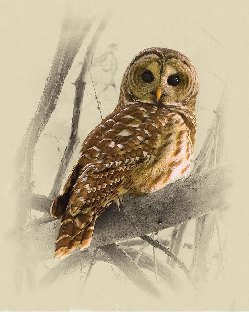 Barred Owl 3 art print by Jim Brown for $57.95 CAD