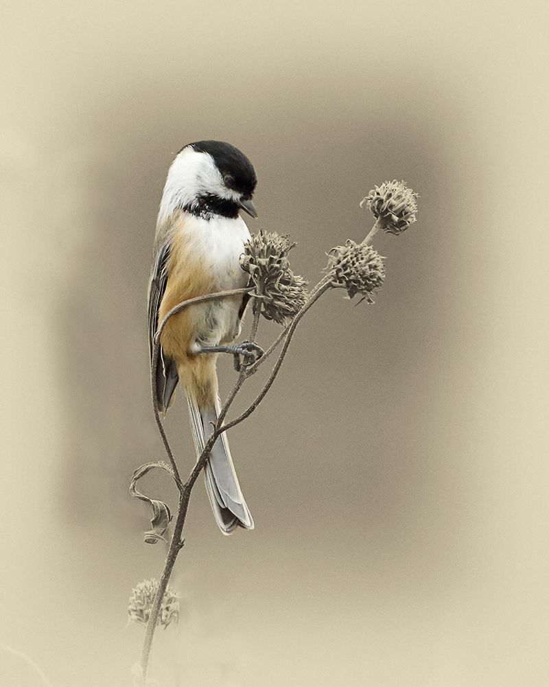 Black Capped Chickadee 1 art print by Jim Brown for $57.95 CAD