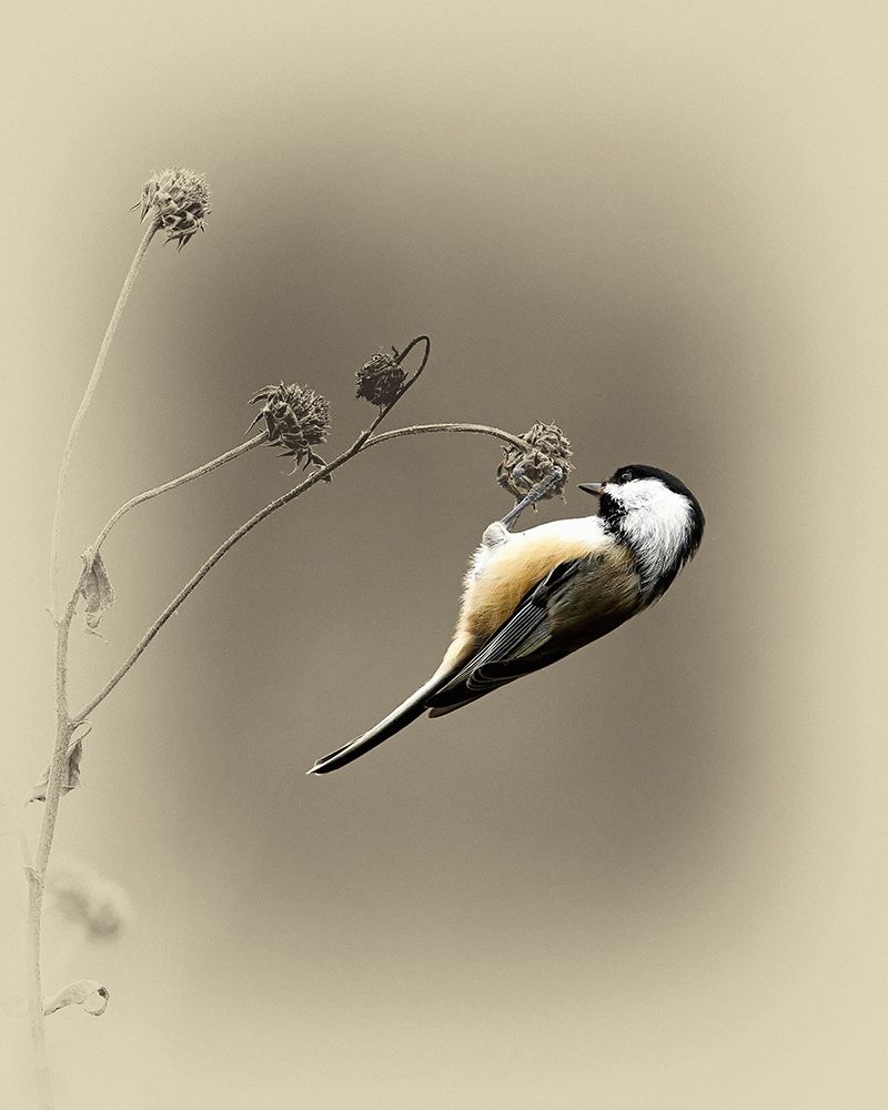 Black Capped Chickadee 2 art print by Jim Brown for $57.95 CAD