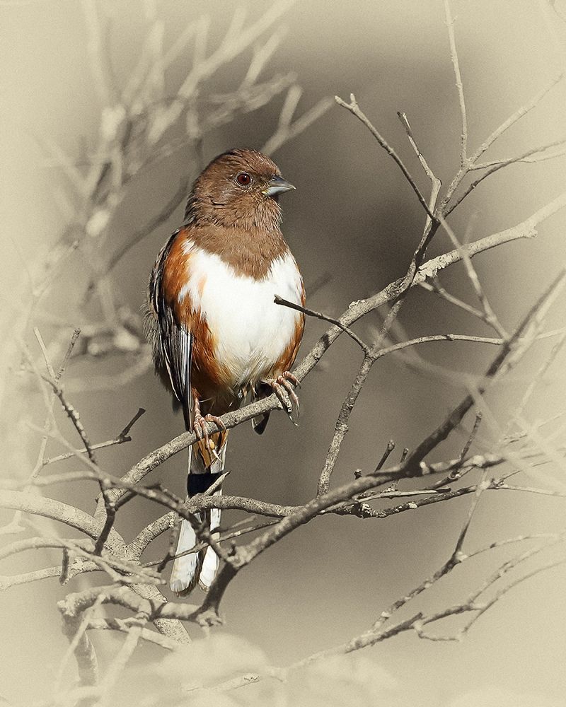 Eastern Towhee Female art print by Jim Brown for $57.95 CAD