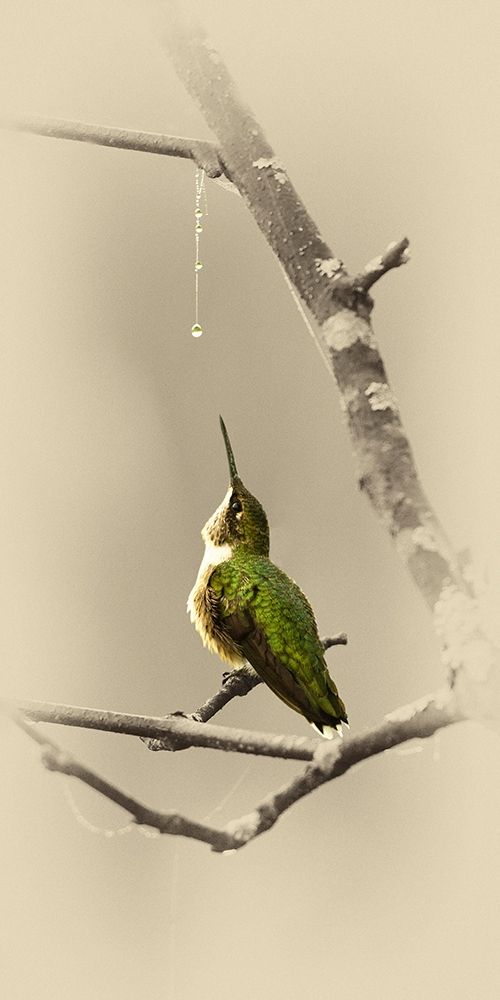 Hummingbird With Dew Drop art print by Jim Brown for $57.95 CAD
