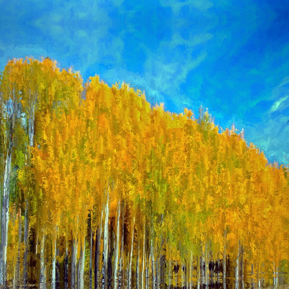 Aspens In Autumn art print by Ronald Bolokofsky for $57.95 CAD