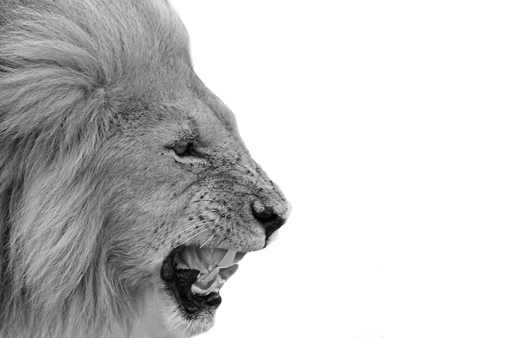 Lion art print by Jamie Phillip for $57.95 CAD