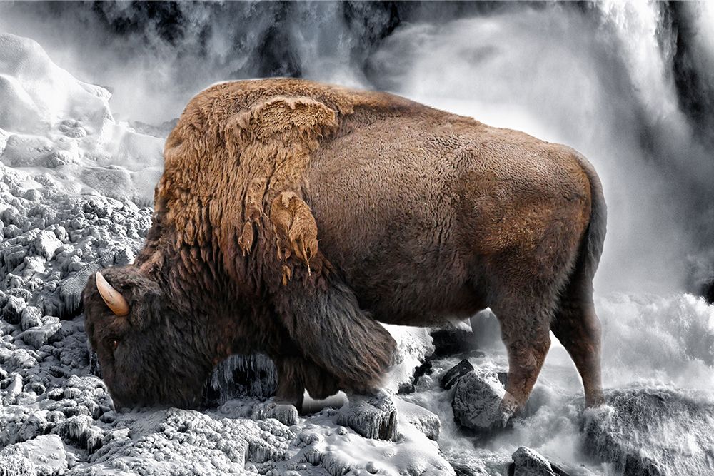 Bison Season 3 art print by Jamie Phillip for $57.95 CAD