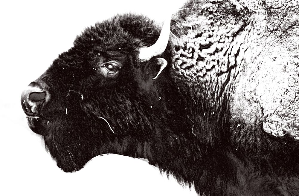 Bison Season 7 art print by Jamie Phillip for $57.95 CAD