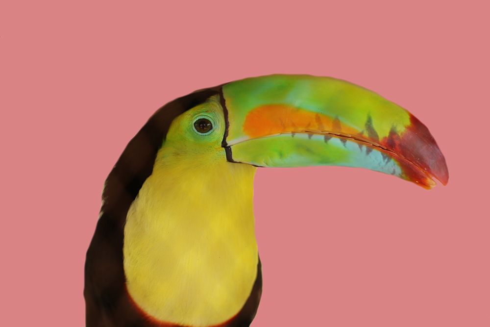 Toucan art print by Jamie Phillip for $57.95 CAD