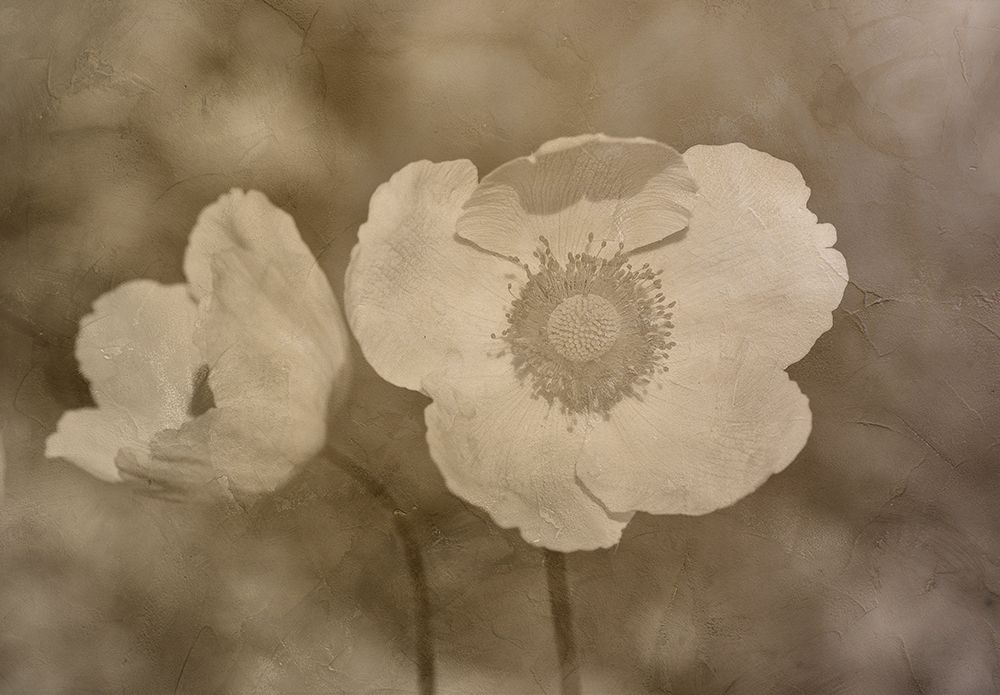 Mingling White art print by Jamie Phillip for $57.95 CAD