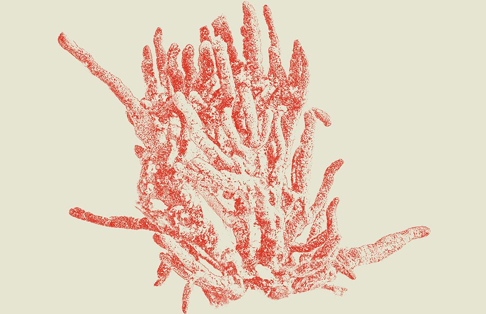 Coral art print by Jamie Phillip for $57.95 CAD