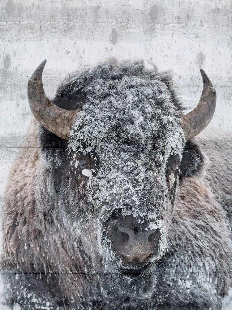 Snow Bison art print by Jamie Phillip for $57.95 CAD