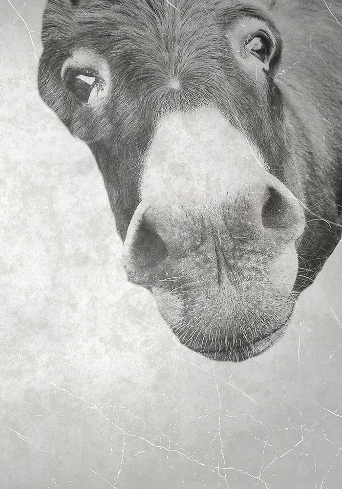 Farm Donkey art print by Jamie Phillip for $57.95 CAD