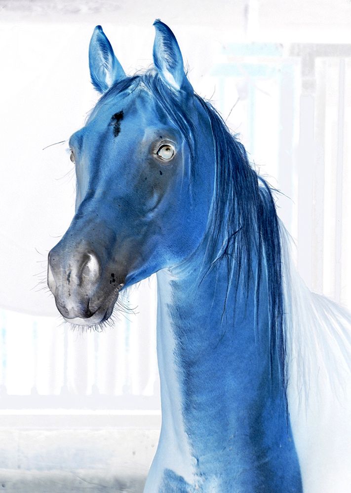 Blue Horse art print by Jamie Phillip for $57.95 CAD