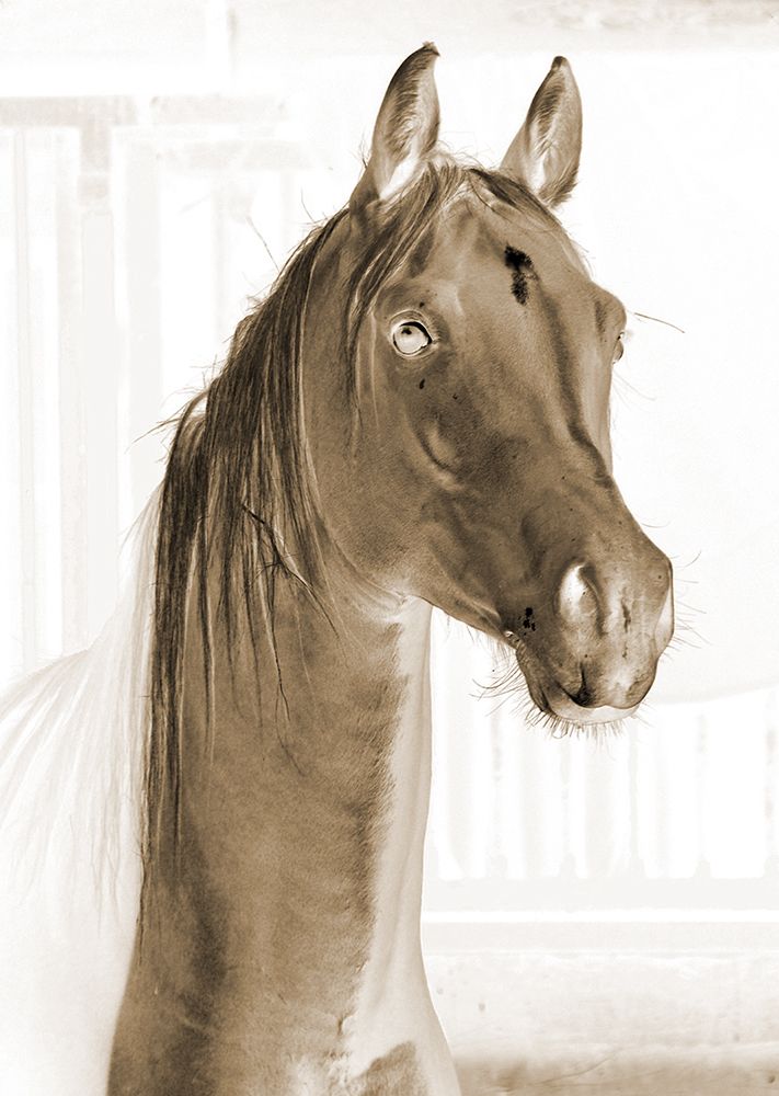Sepia Horse art print by Jamie Phillip for $57.95 CAD