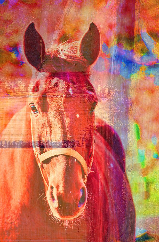 Colored Horse art print by Jamie Phillip for $57.95 CAD
