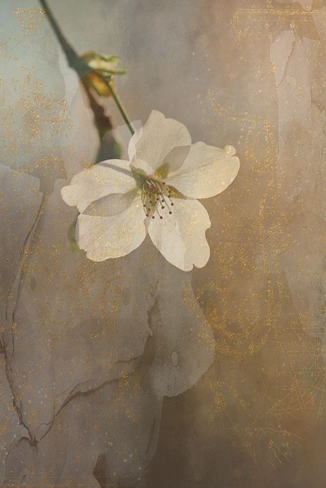 Misty Bloom art print by Jamie Phillip for $57.95 CAD