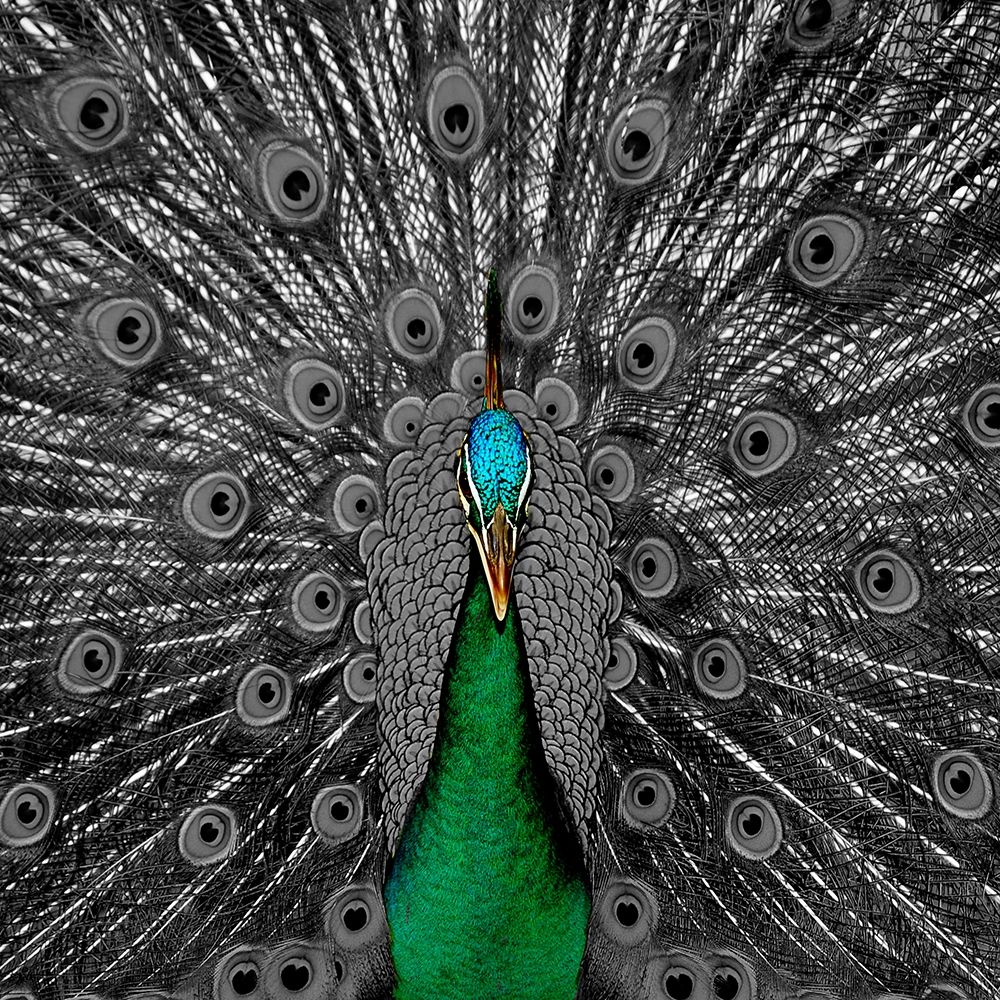 Peacock Black 2 art print by Jamie Phillip for $57.95 CAD