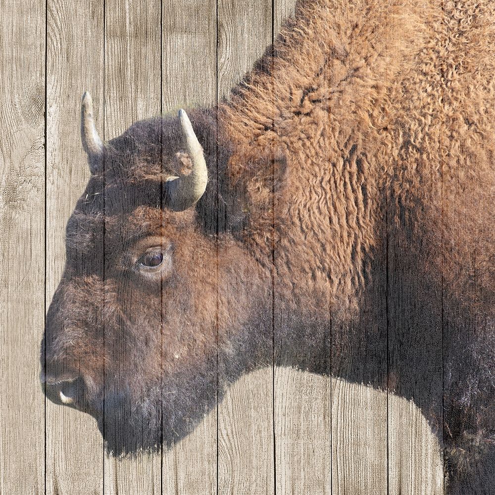 Buffalo Bison art print by Jamie Phillip for $57.95 CAD