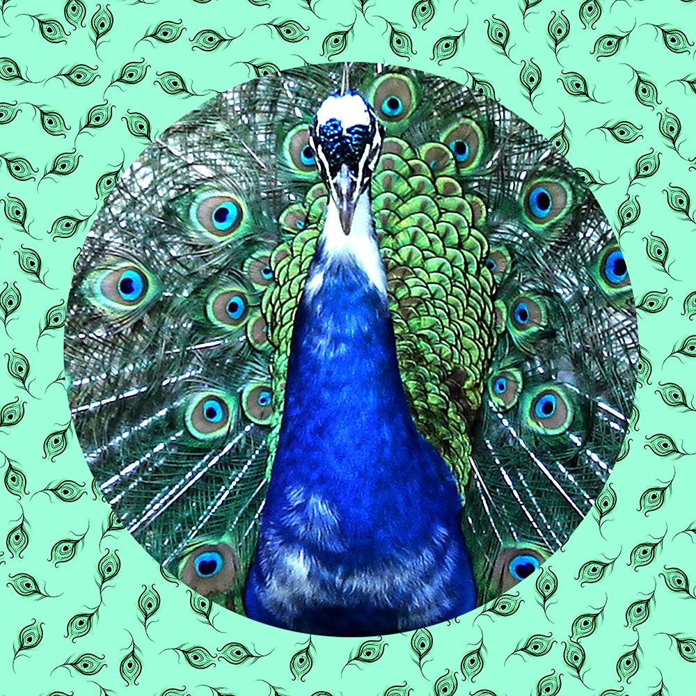 Round Peacock 2 art print by Jamie Phillip for $57.95 CAD