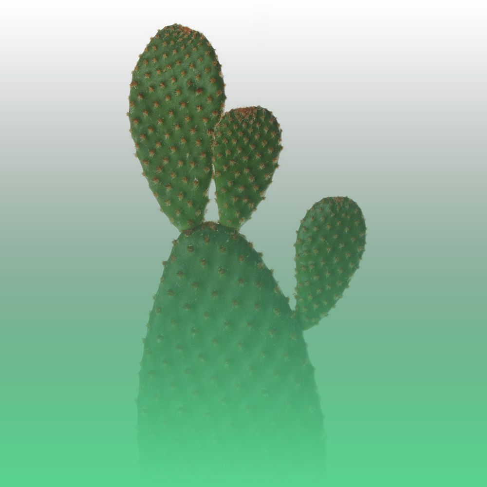 Green Cactus art print by Jamie Phillip for $57.95 CAD