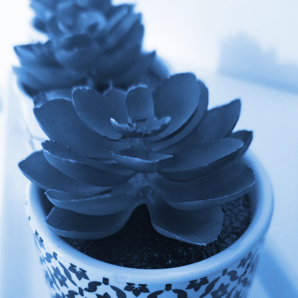 Succulent Photography 2 art print by Jamie Phillip for $57.95 CAD