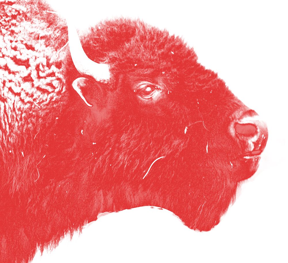 Colored Bison art print by Jamie Phillip for $57.95 CAD
