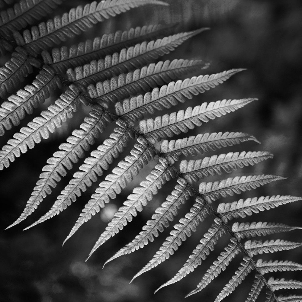 Night Fall Fern art print by Jamie Phillip for $57.95 CAD