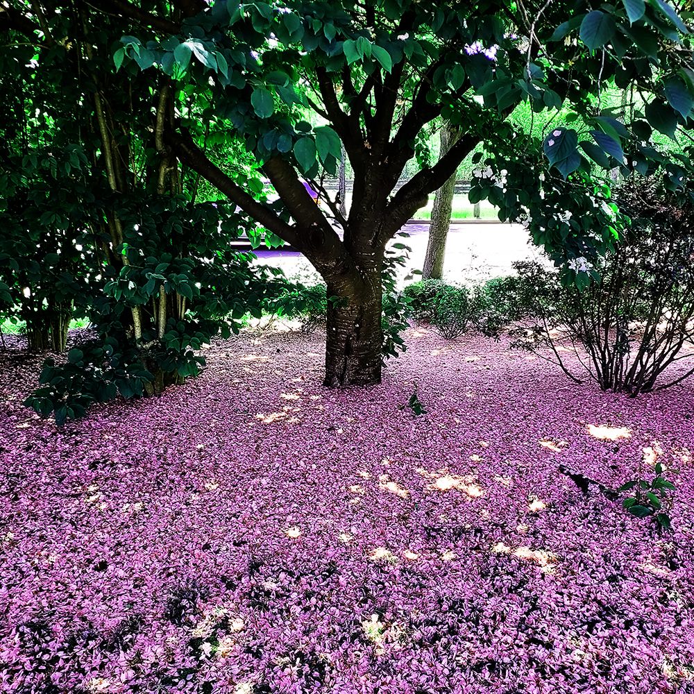 Tree Blossom art print by Jamie Phillip for $57.95 CAD