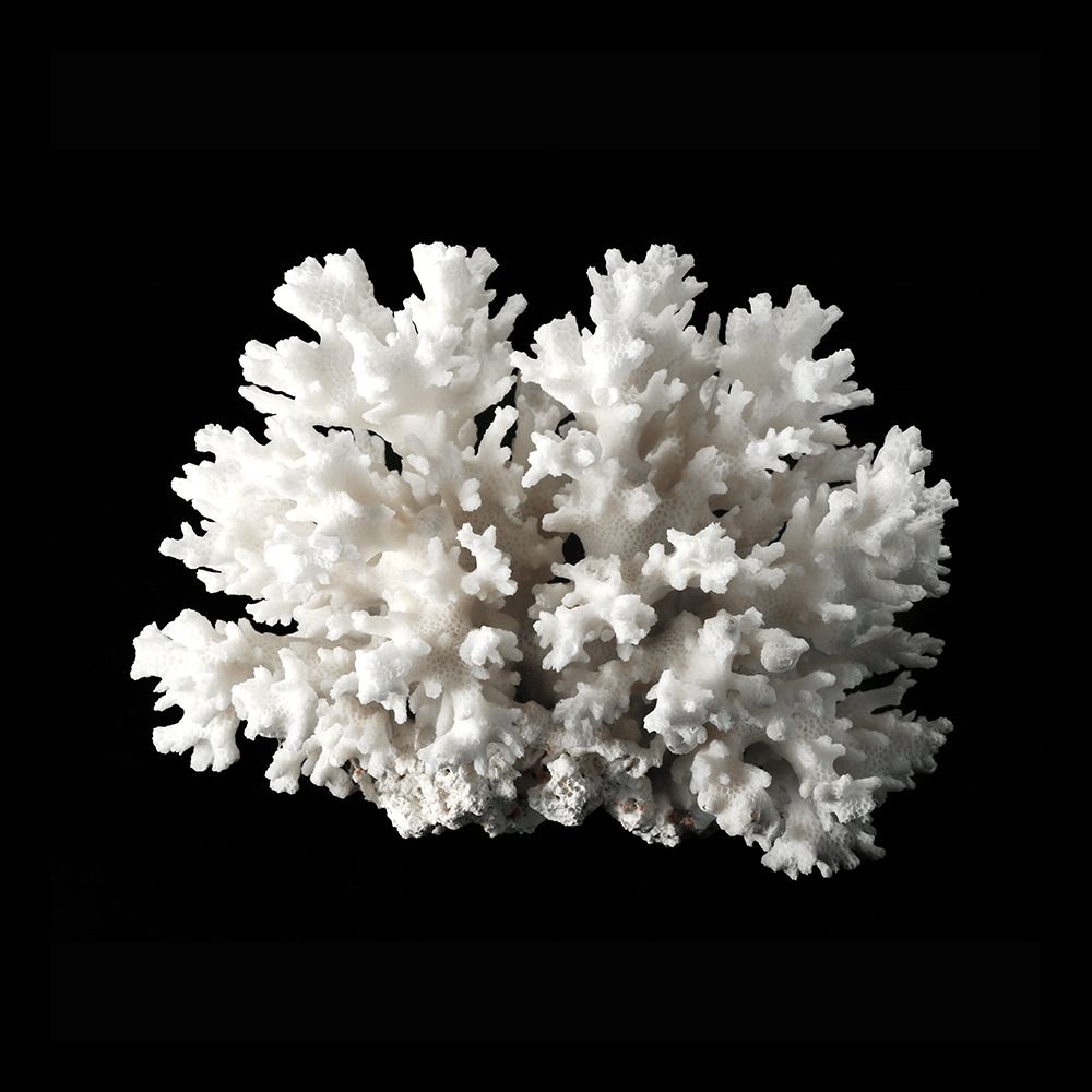 White Coral II  art print by Urban Road for $57.95 CAD