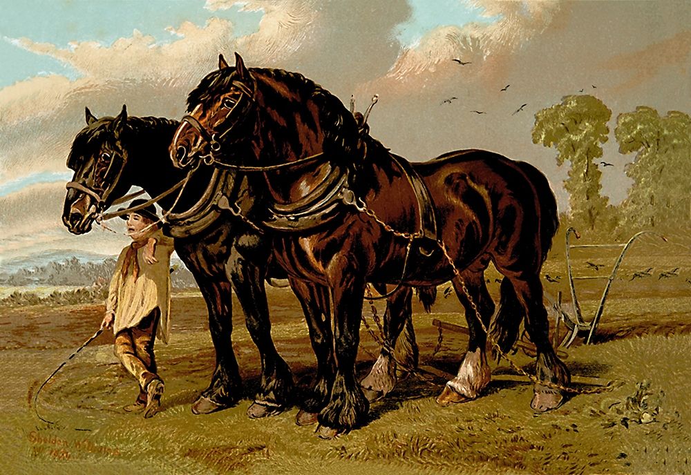 Clydesdale Stallion and Mare, 1900 art print by Samuel Sidney for $57.95 CAD