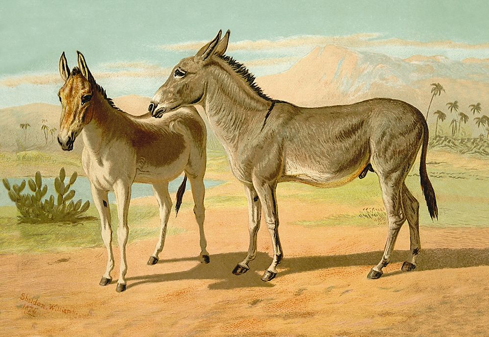 Abyssinian Male and Indian Onager Female, 1900 art print by Samuel Sidney for $57.95 CAD