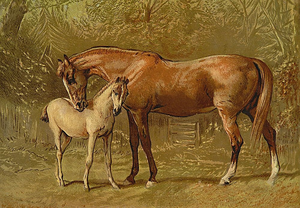 Thoroughbred Mare and Foal, 1900 art print by Samuel Sidney for $57.95 CAD