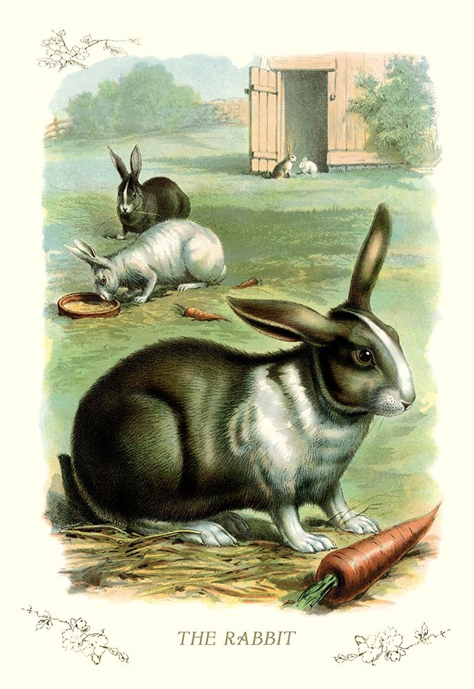 The Rabbit, 1900 art print by Unknown for $57.95 CAD