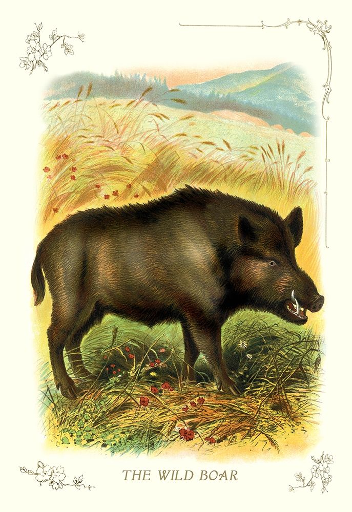 The Wild Boar, 1900 art print by Unknown for $57.95 CAD