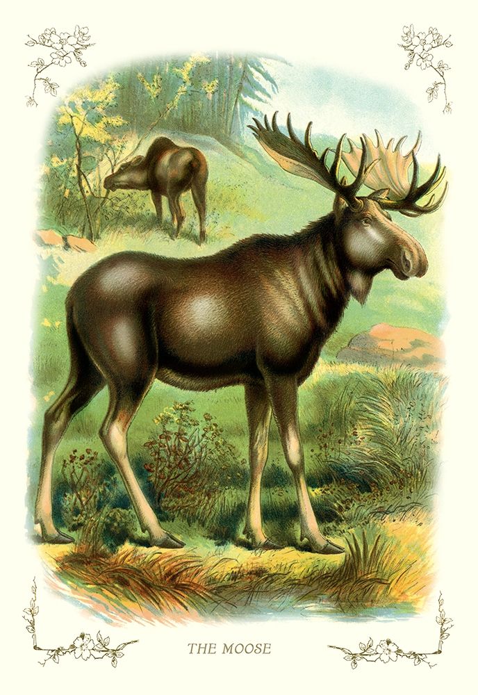 The Moose, 1900 art print by Unknown for $57.95 CAD