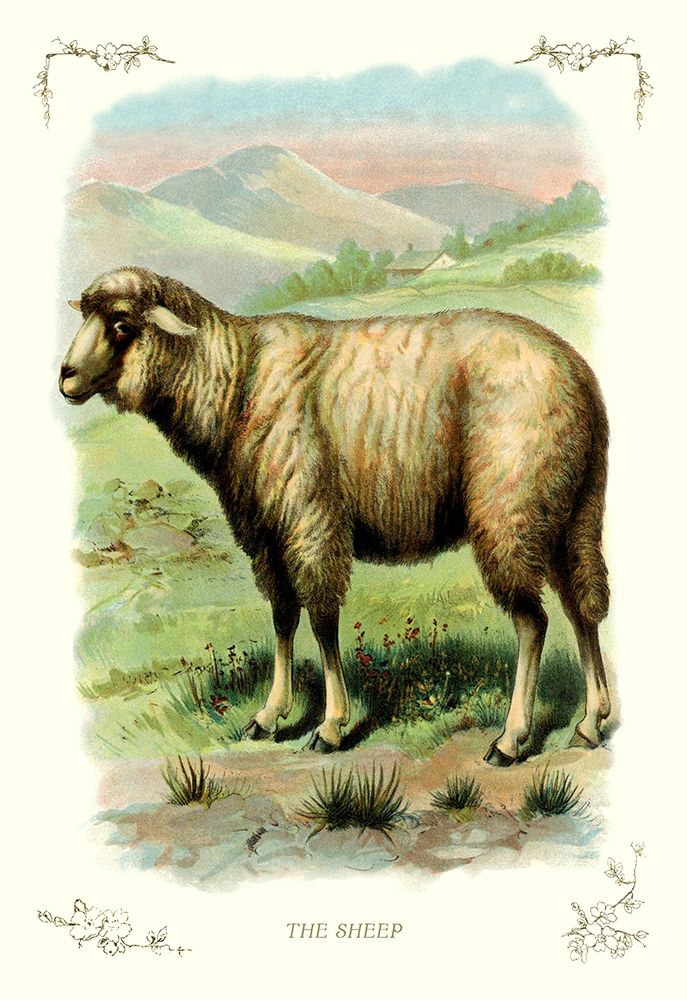 The Sheep, 1900 art print by Unknown for $57.95 CAD