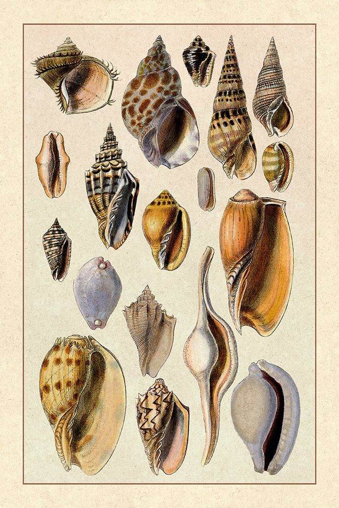 Shells: Trachelipoda #6 art print by G.B. Sowerby for $57.95 CAD