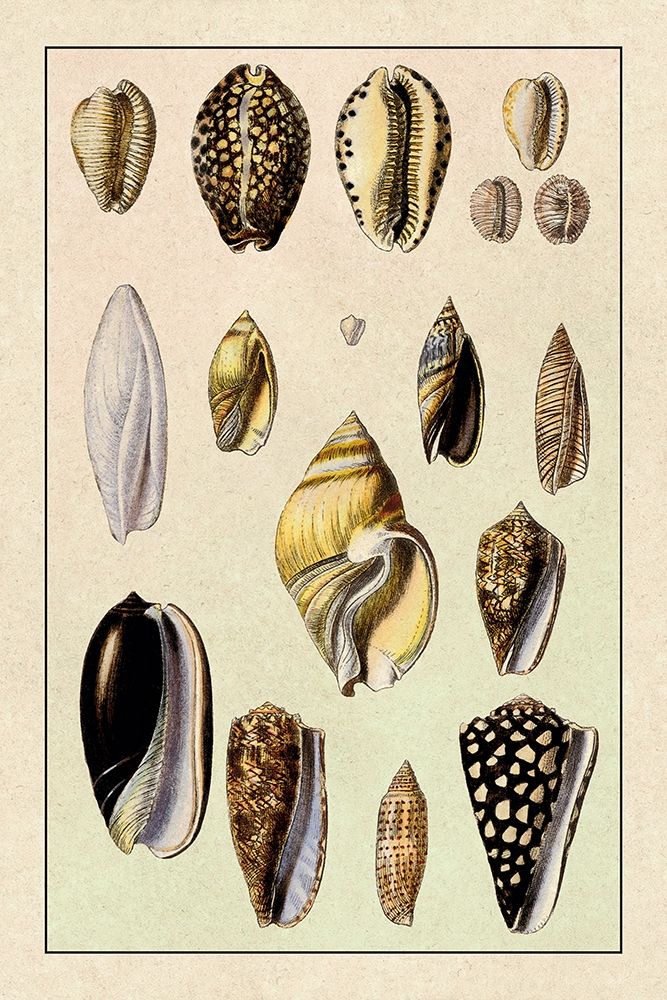 Shells: Convoltae and Orthocerata art print by G.B. Sowerby for $57.95 CAD