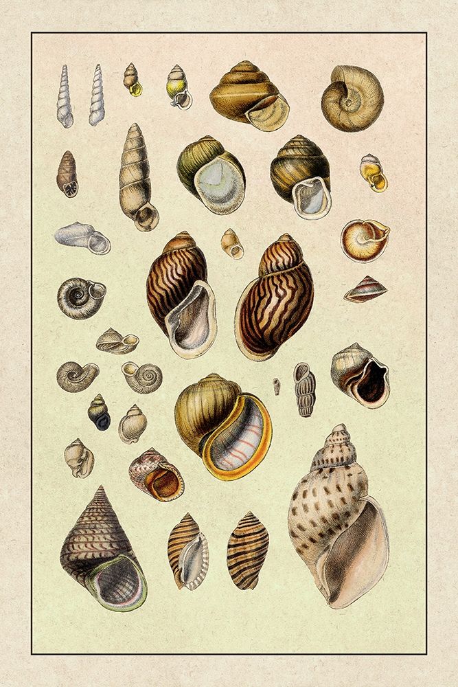 Shells: Sessile Cirripedes #2 art print by G.B. Sowerby for $57.95 CAD