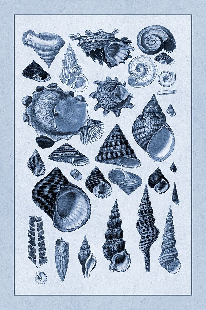 Shells: Trachelipoda #3 (Blue) art print by G.B. Sowerby for $57.95 CAD