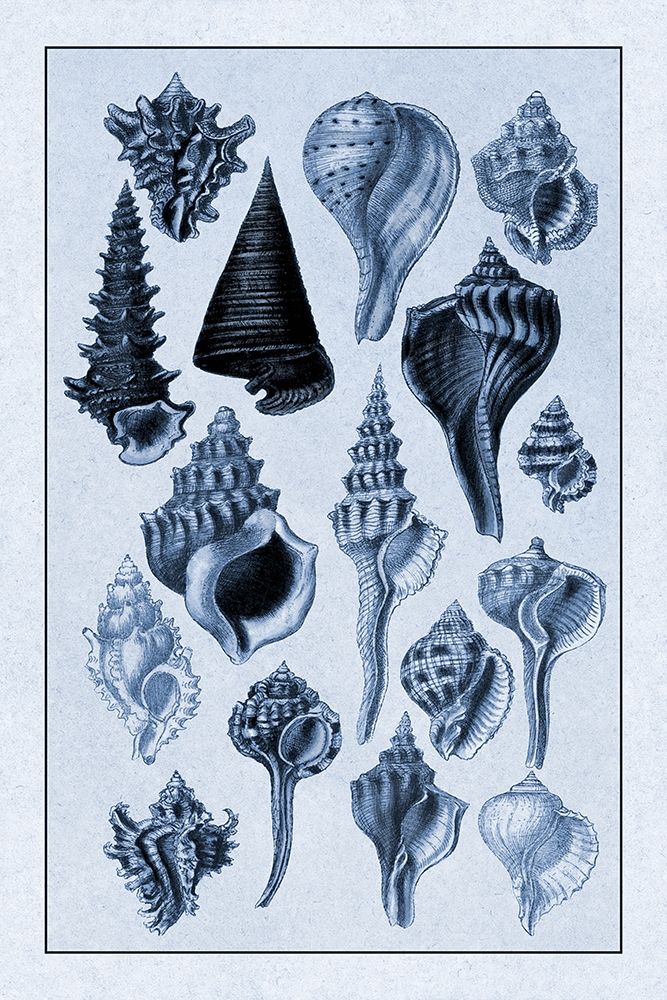 Shells: Trachelipoda #4 (Blue) art print by G.B. Sowerby for $57.95 CAD