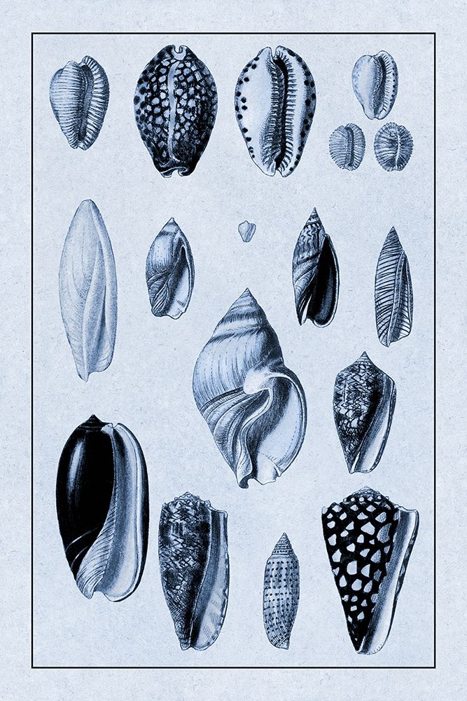 Shells: Convoltae and Orthocerata (Blue) art print by G.B. Sowerby for $57.95 CAD