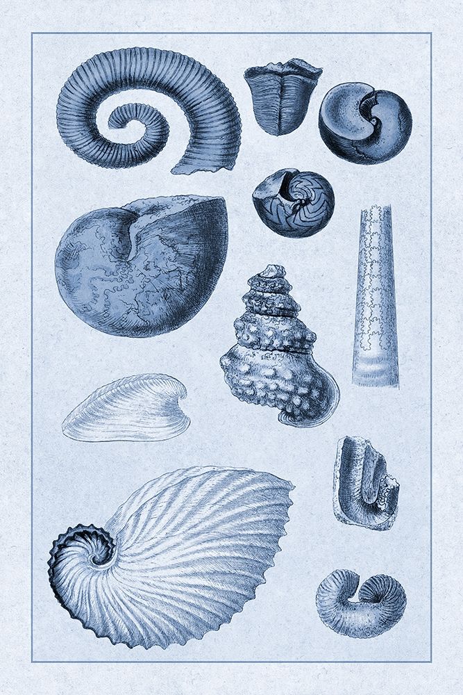 Shells: Ammonacea (Blue) art print by G.B. Sowerby for $57.95 CAD