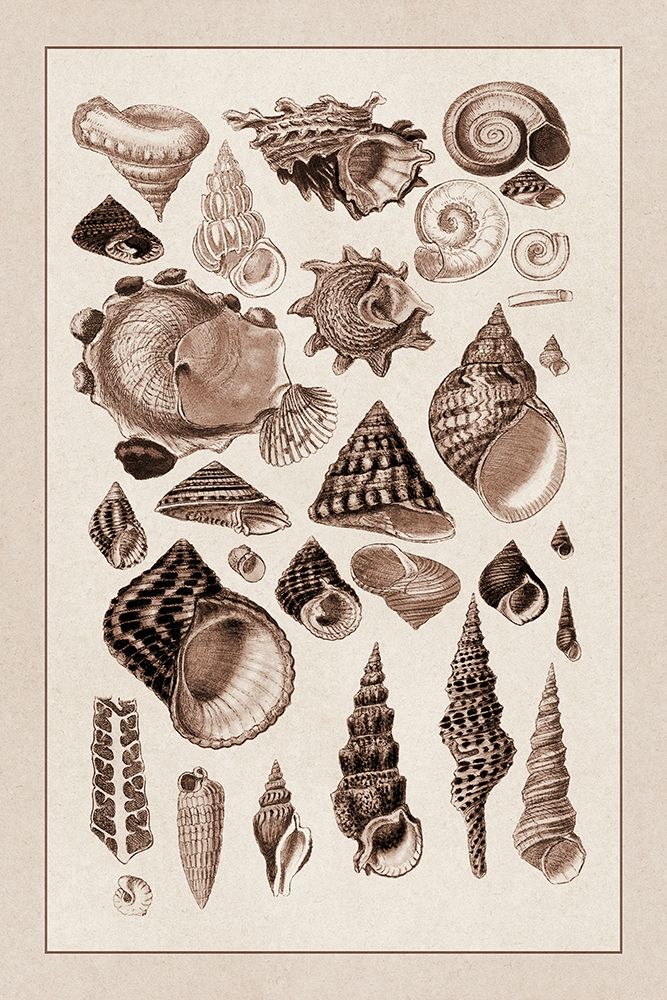 Shells: Trachelipoda #3 (Sepia) art print by G.B. Sowerby for $57.95 CAD