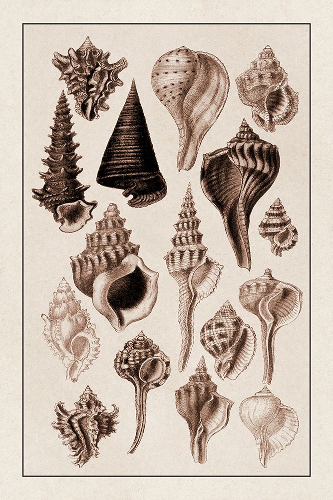 Shells: Trachelipoda #4 (Sepia) art print by G.B. Sowerby for $57.95 CAD