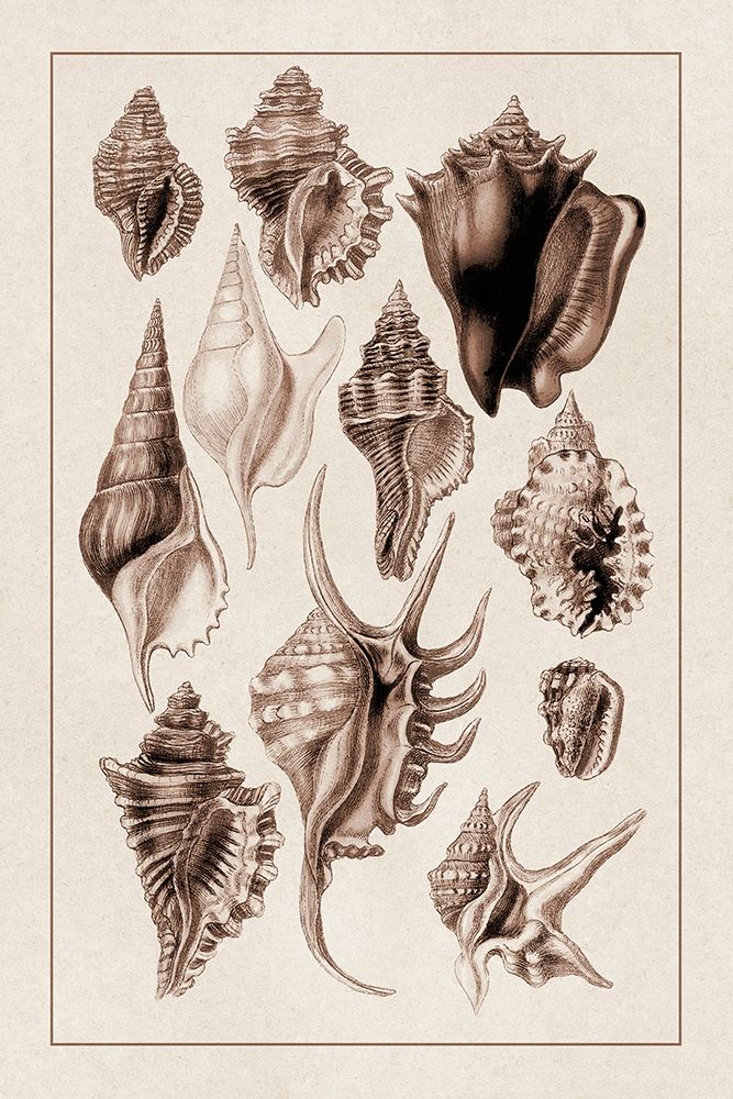 Shells: Trachelipoda #5 (Sepia) art print by G.B. Sowerby for $57.95 CAD