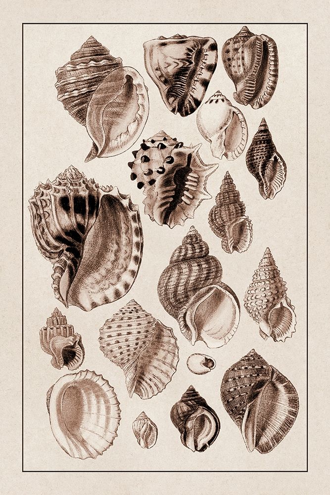Shells: Purpurifera (Sepia) art print by G.B. Sowerby for $57.95 CAD
